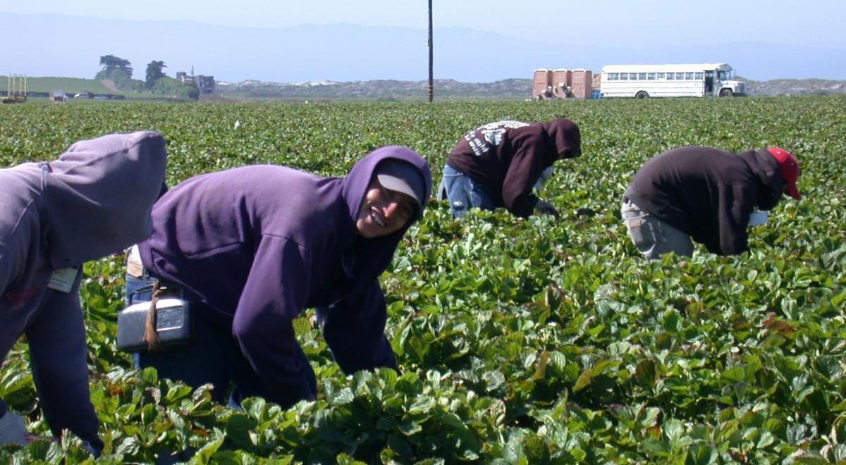 Personas inmigrantes trabajando en el campo